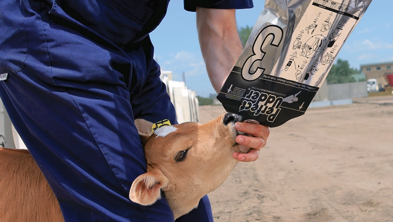 a man feeding a calf