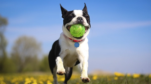 Dog catching a ball in his mouth with a smile on his face and rabies tag prominent on his collar